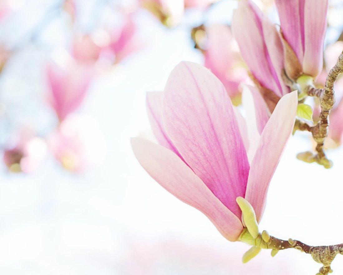 Magnolian kukkia, valokuva Eija Pehkonen