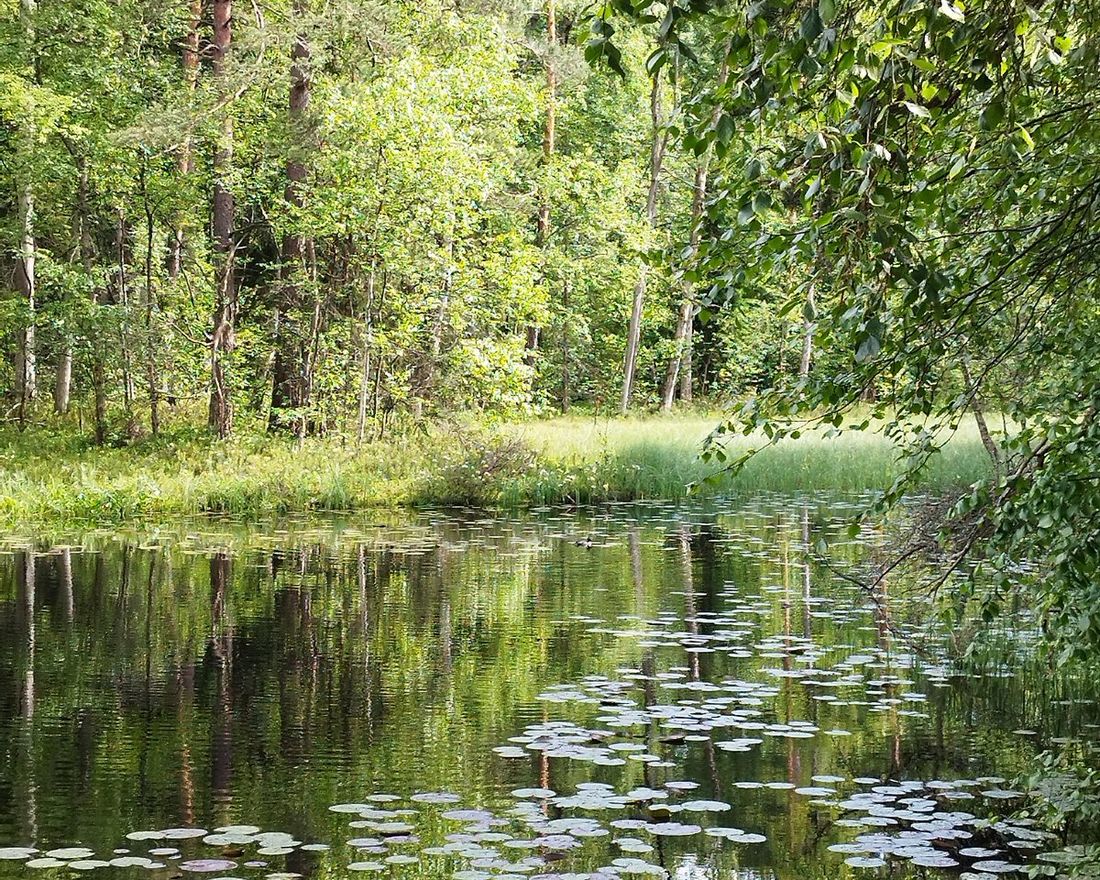 Metsälampi ja lumpeenlehtiä, valokuva Eija Pehkonen